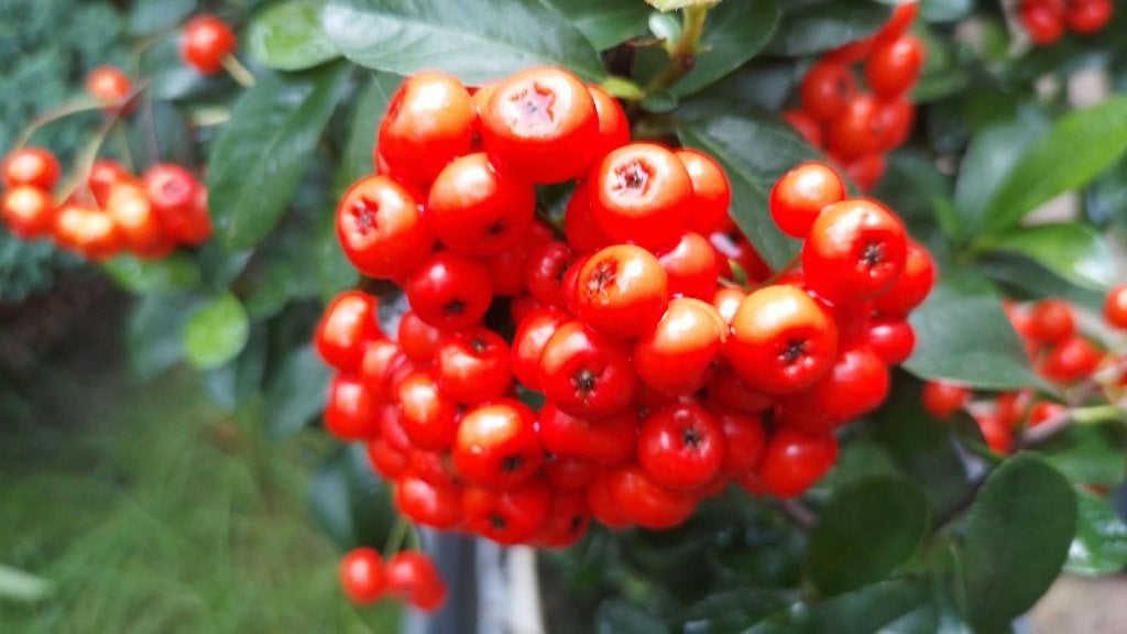 Bonsai Pyracantha Angustifolia - ( Vuurdoorn ), Vaste plant, Halfschaduw, Zomer, Ophalen