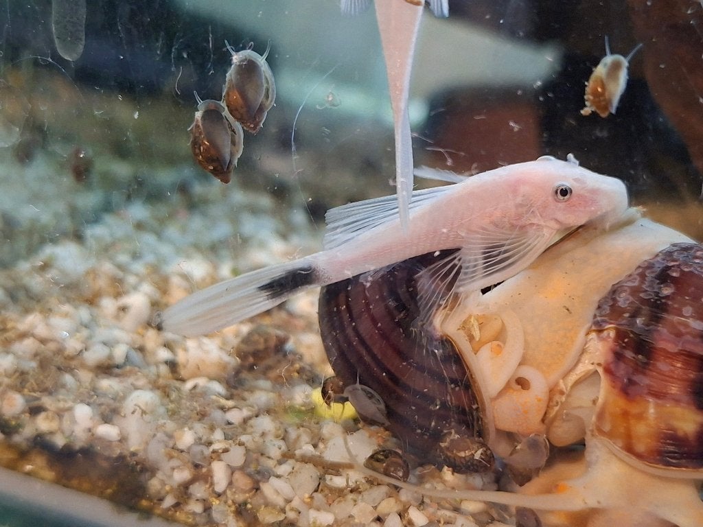 Unieke longfin l 144 snow white, Vis, Zoetwatervis