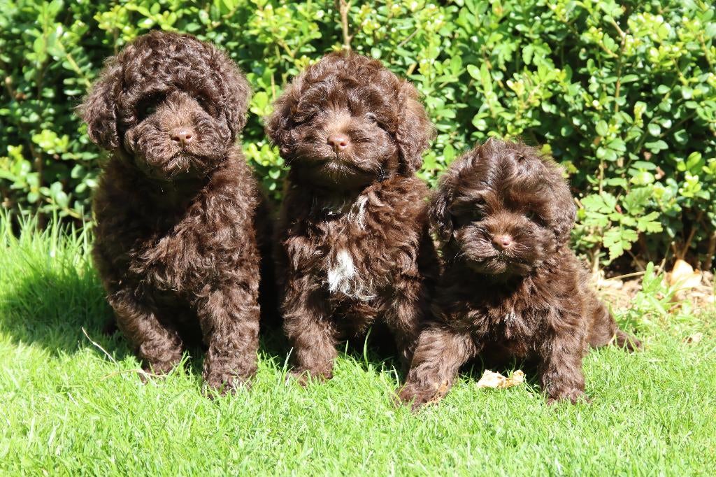 Boompoo pups te koop. Boomer x toy poedel, Dieren en Toebehoren, Nederland, Overige rassen, 8 tot 15 weken, Meerdere
