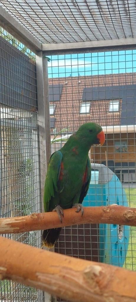 Edelpapegaaien, Dieren en Toebehoren, Vogels | Parkieten en Papegaaien, Meerdere dieren, Papegaai, Geringd