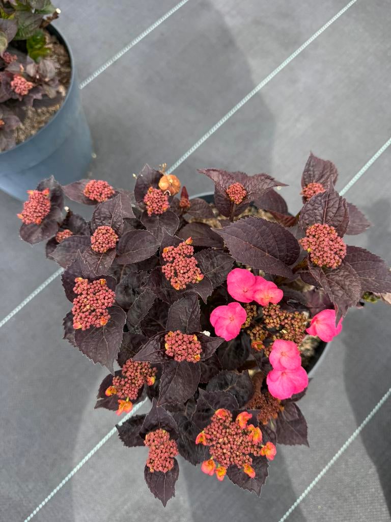 Hydrangea Annabelle- diverse Hydrangea, Huis en Inrichting, Ophalen, Nieuw