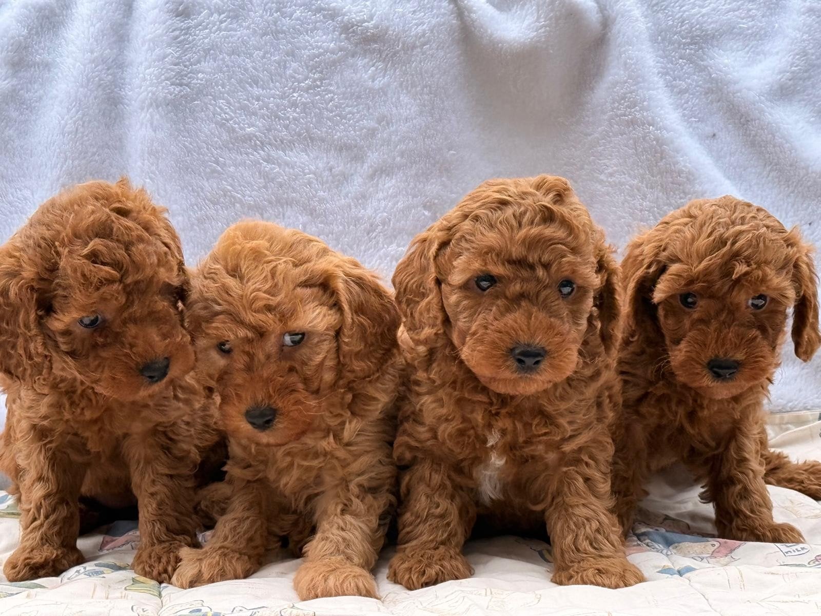Toy poedel, Poedel, Teef, Eén hond, Nederland