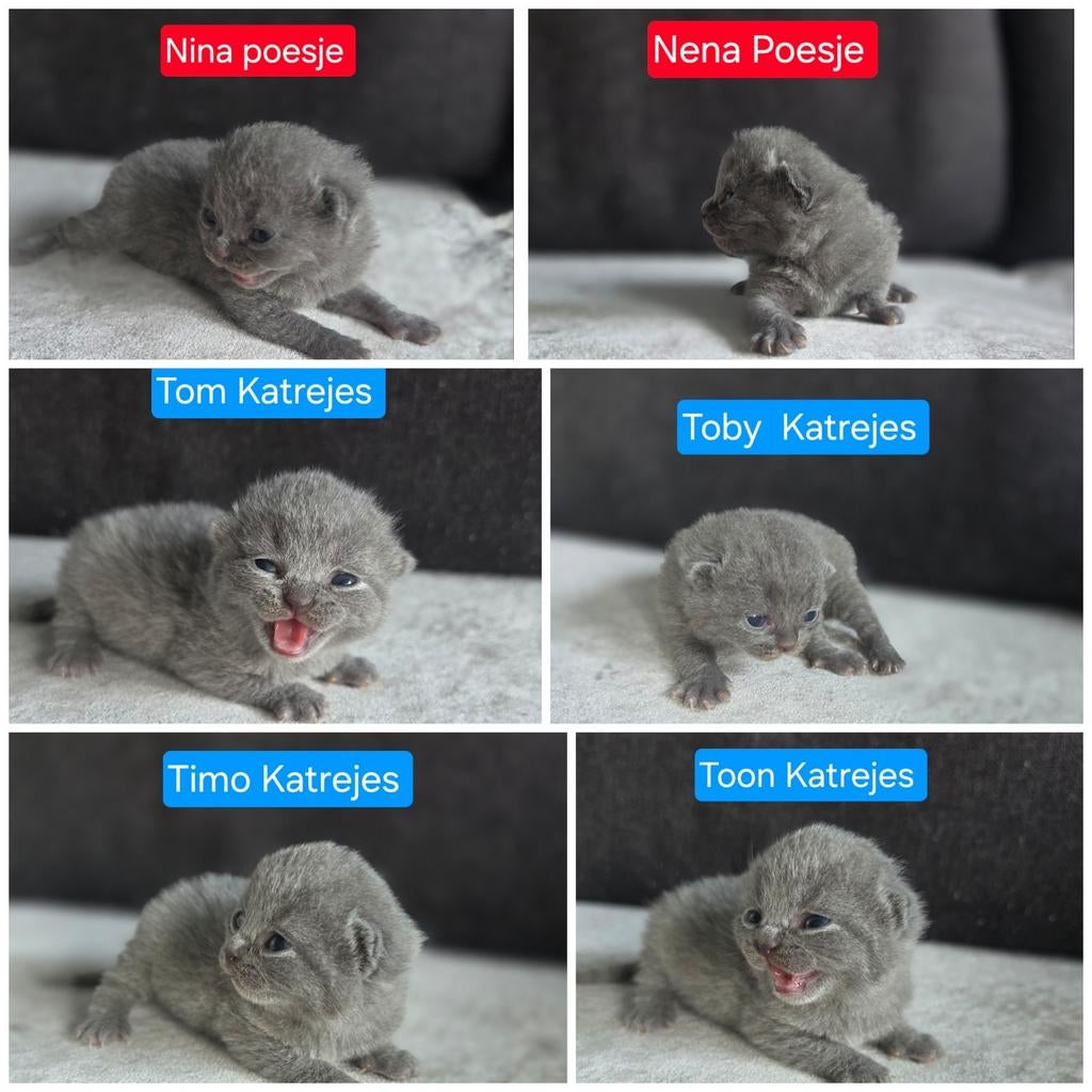 Britse Korthaar Kitten (Blauwe Raskatten ), Kater, Met stamboom, 0 tot 2 jaar