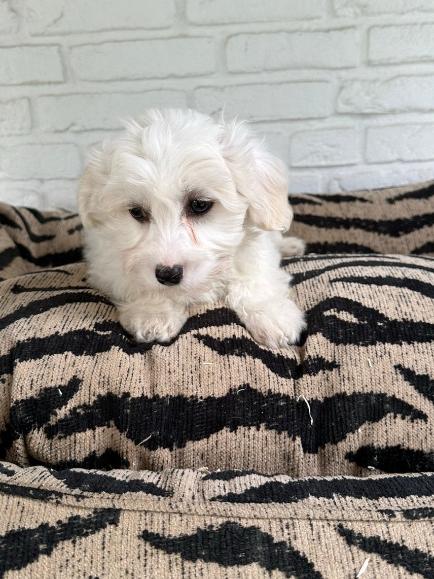 Maltipoo pup laatste uit het nestje, Dieren en Toebehoren, Honden | Chihuahua's en Gezelschapshonden, Parvo, Nederland, Overige rassen