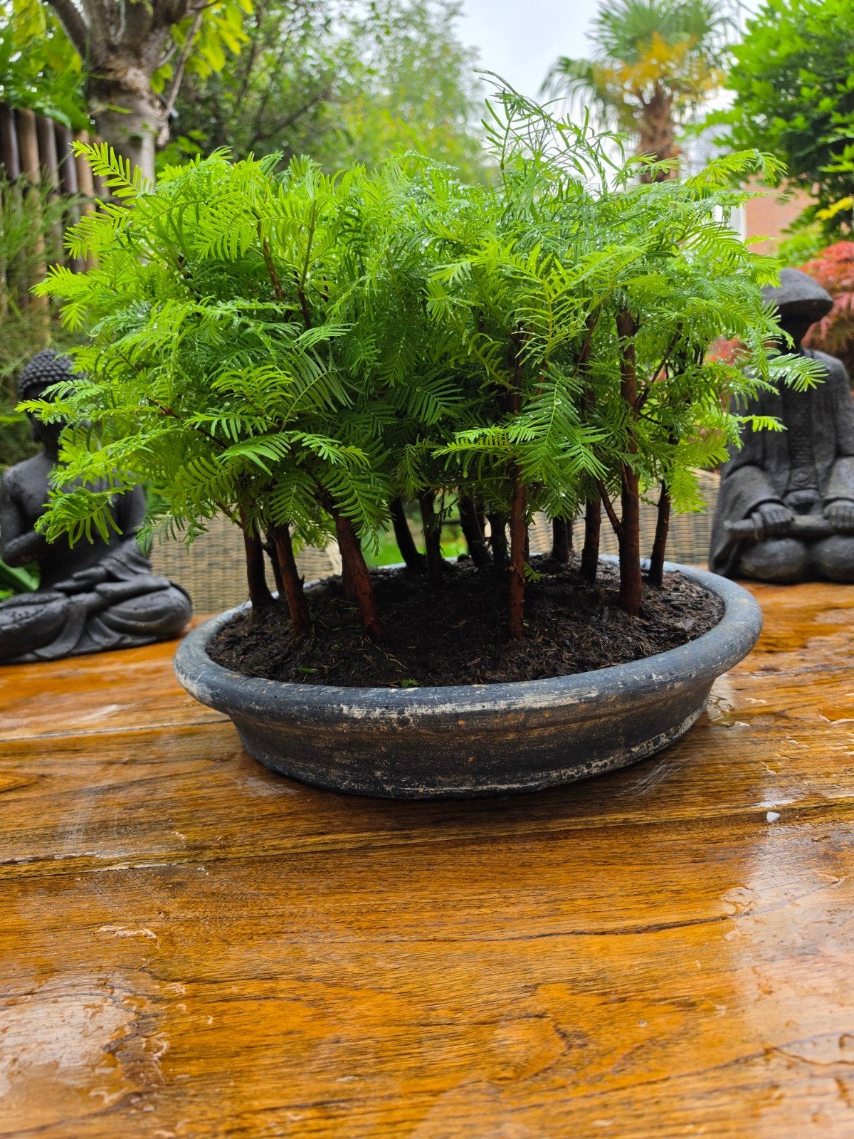 bonsai metasequoia bos 20 bomen 50cm hoog, Ophalen, Volle zon, Overige soorten, Minder dan 100 cm