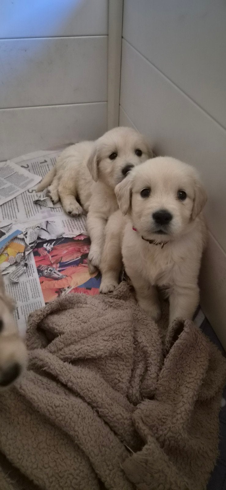 Prachtige mooie Golden Retriever pups, Dieren en Toebehoren, Golden retriever, Reu, 8 tot 15 weken, Parvo