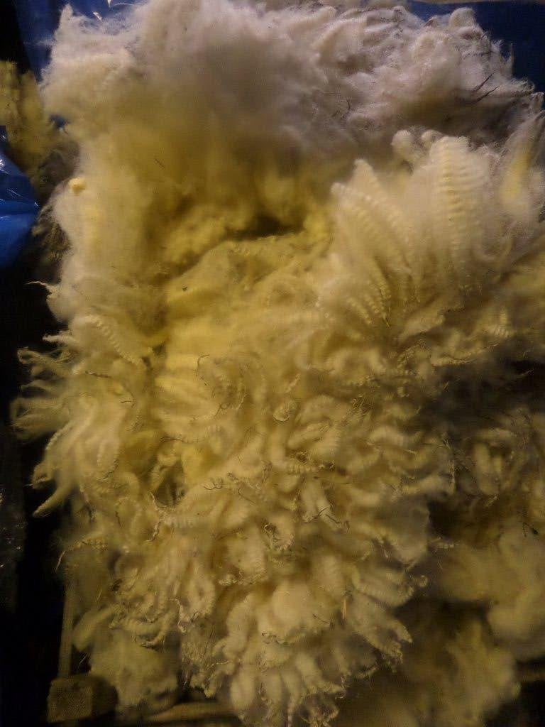 Schapenwol Mooie zachte Spinwol spinnen uitgezocht 2,5kg, Ophalen of Verzenden, Nieuw, Spinwol