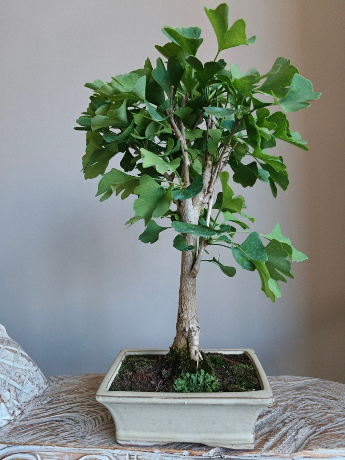 Ginkgo Biloba Bonsai, Tuin en Terras, Planten | Bomen, Bloeit niet, Halfschaduw, Minder dan 100 cm, Overige soorten