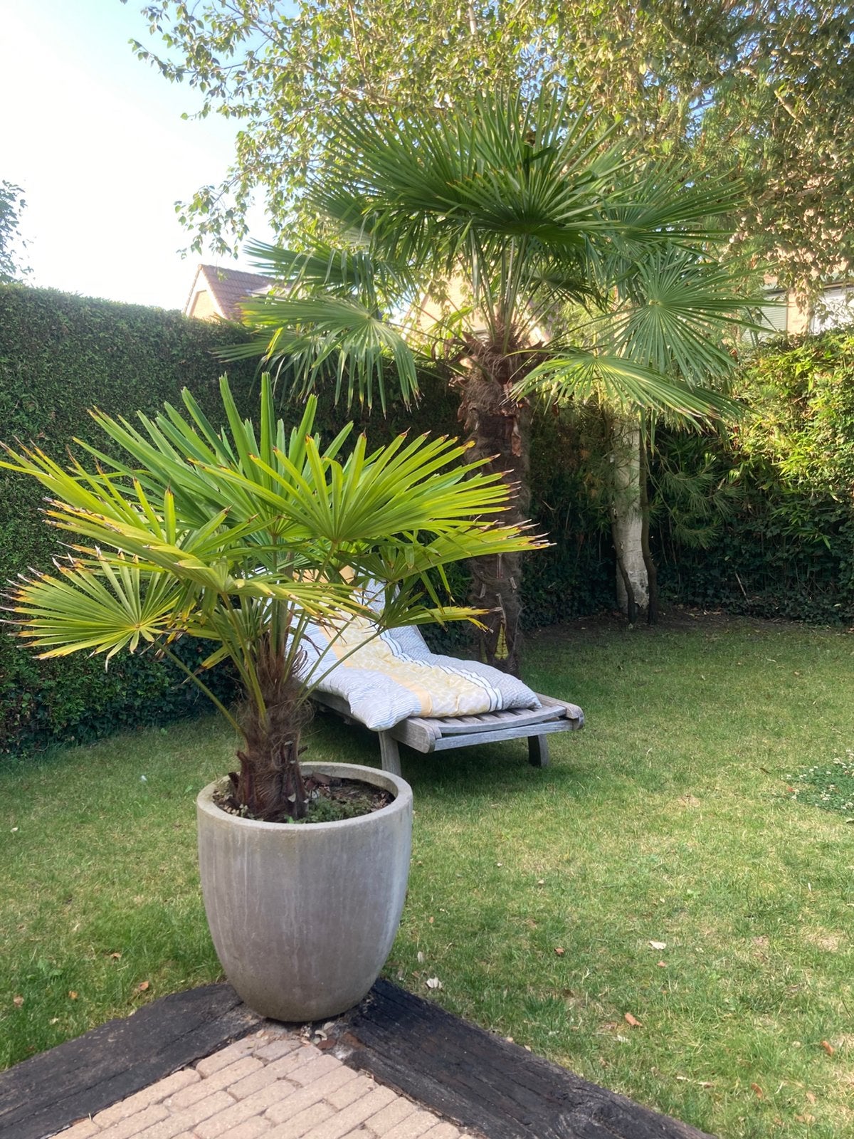 Palmboom in pot, 100 tot 250 cm, Zomer, Palmboom, Ophalen