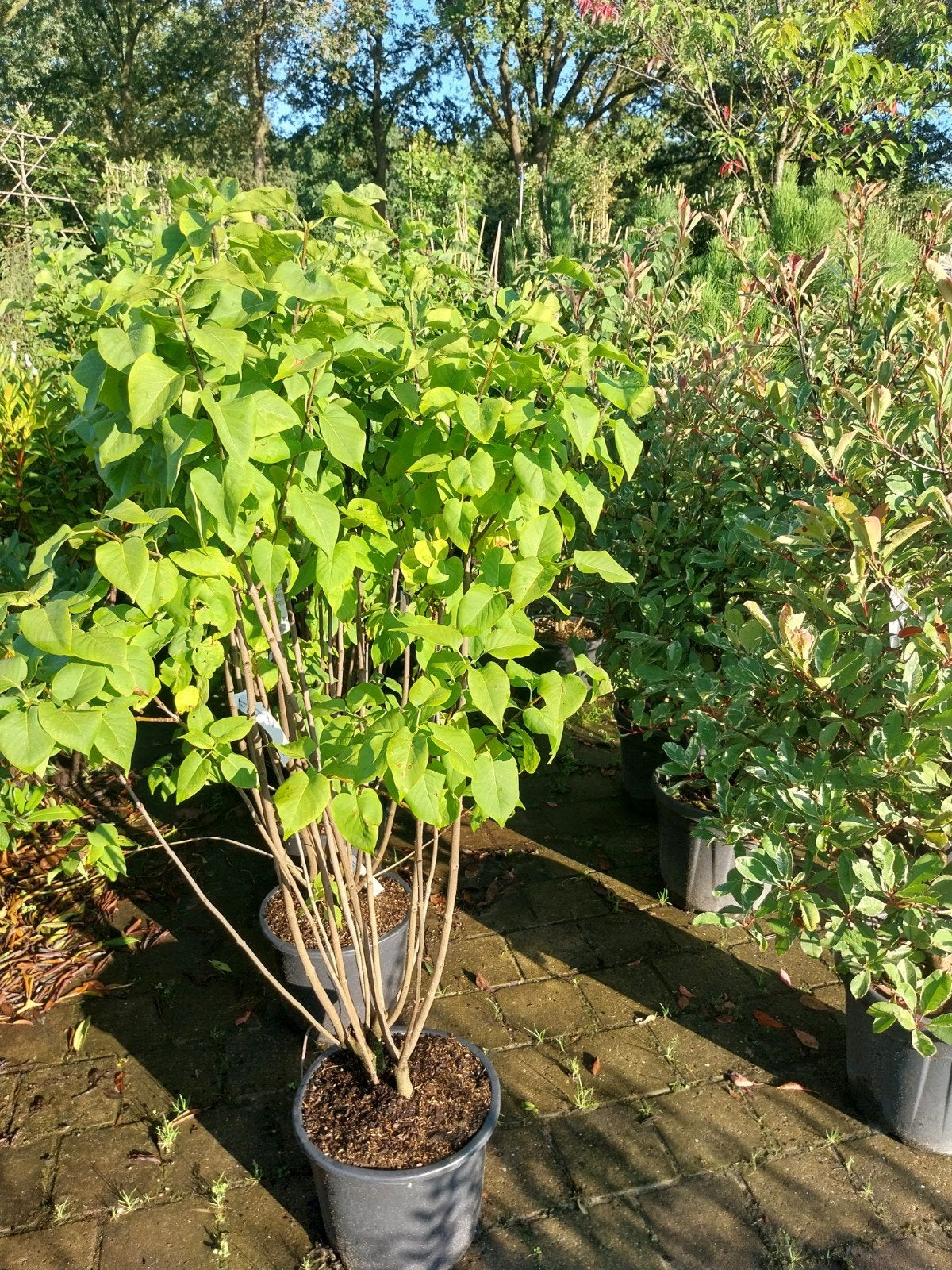 Seringen struiken 150 cm - Syringa vulgaris Mme Lemoine, Ophalen, Overige soorten, Struik, 100 tot 250 cm