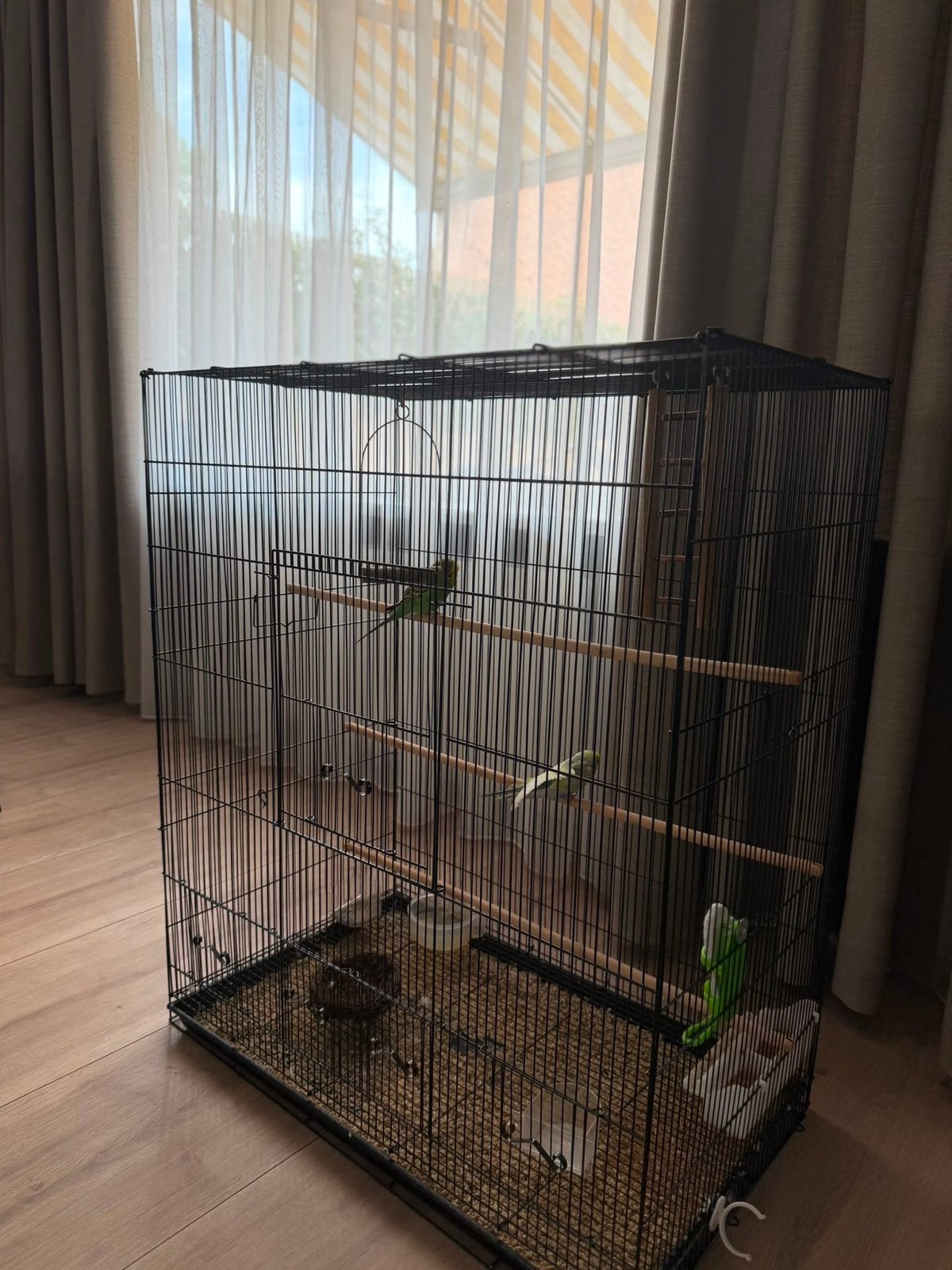 Vogels grasparkiet, Meerdere dieren, Parkiet