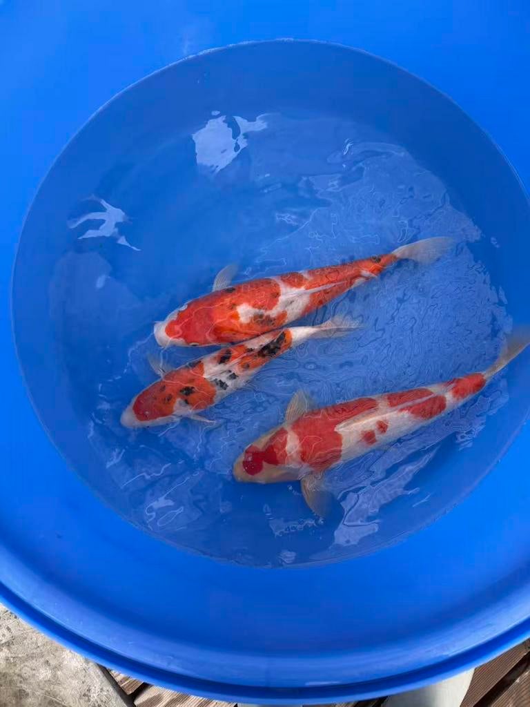Sakai koi. 55/65cm, Karper of Koi