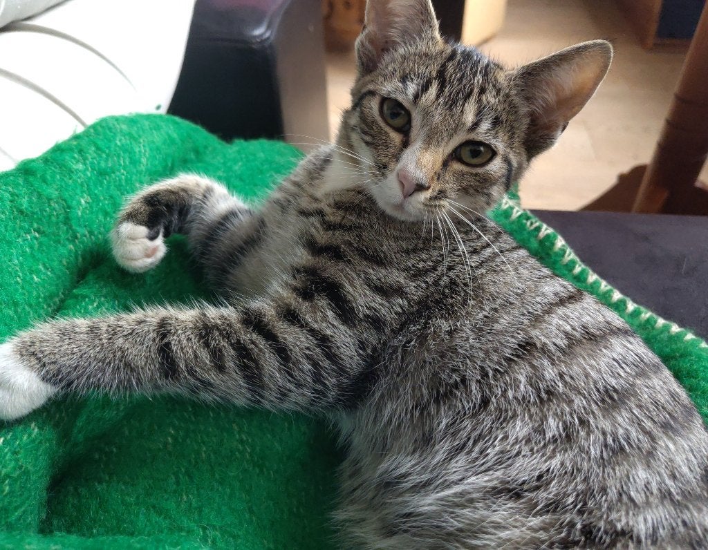 Lieve Biologische kittens: Cypres grijs &  zwart, Dieren en Toebehoren, Poes, Kortharig, 0 tot 2 jaar