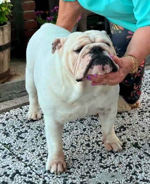Dek reu Engelse Bulldog, Dieren en Toebehoren, Honden | Bulldogs, Pinschers en Molossers, Particulier, Reu, Buitenland, Parvo