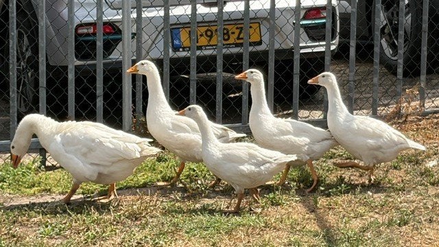 Ganzen jong 4 stuks, Dieren en Toebehoren, Geslacht onbekend, Gans of Zwaan