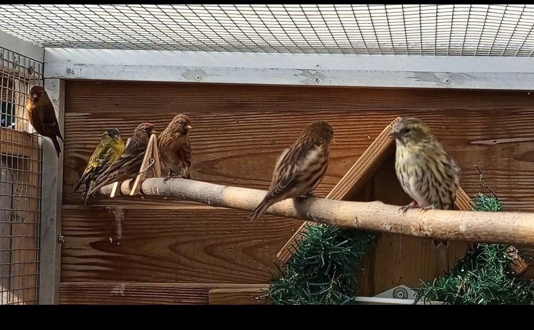 2 kleine barmsijs wildkleur, Dieren en Toebehoren, Geslacht onbekend, Wildzangvogel, Geringd