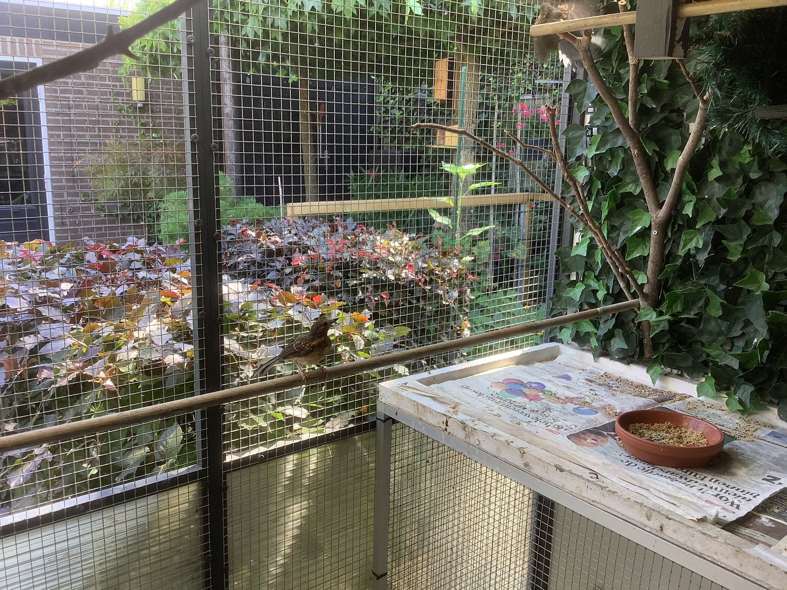 Schamalijster, Meerdere dieren, Wildzangvogel, Geringd