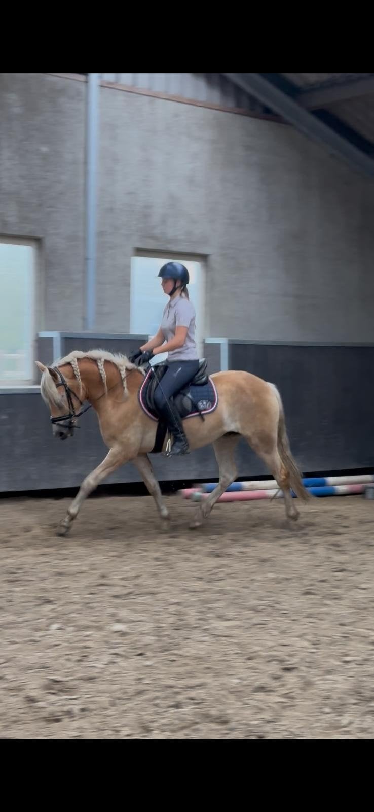 Mooie lieve goed bewegende beleerde haflinger merrie te koop, Dieren en Toebehoren, Merrie