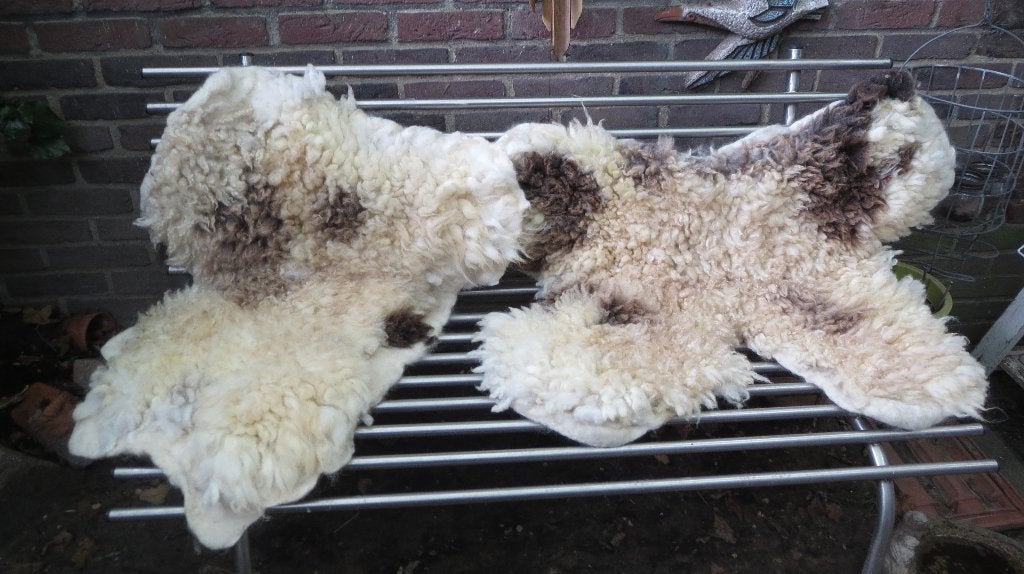 2 gevilte vachten Jacobschaap, mooi tweetal, wol, Verzenden, Nieuw