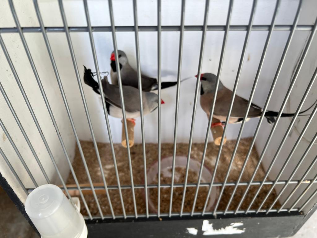 Spitstaartamadines te koop!, Dieren en Toebehoren, Meerdere dieren
