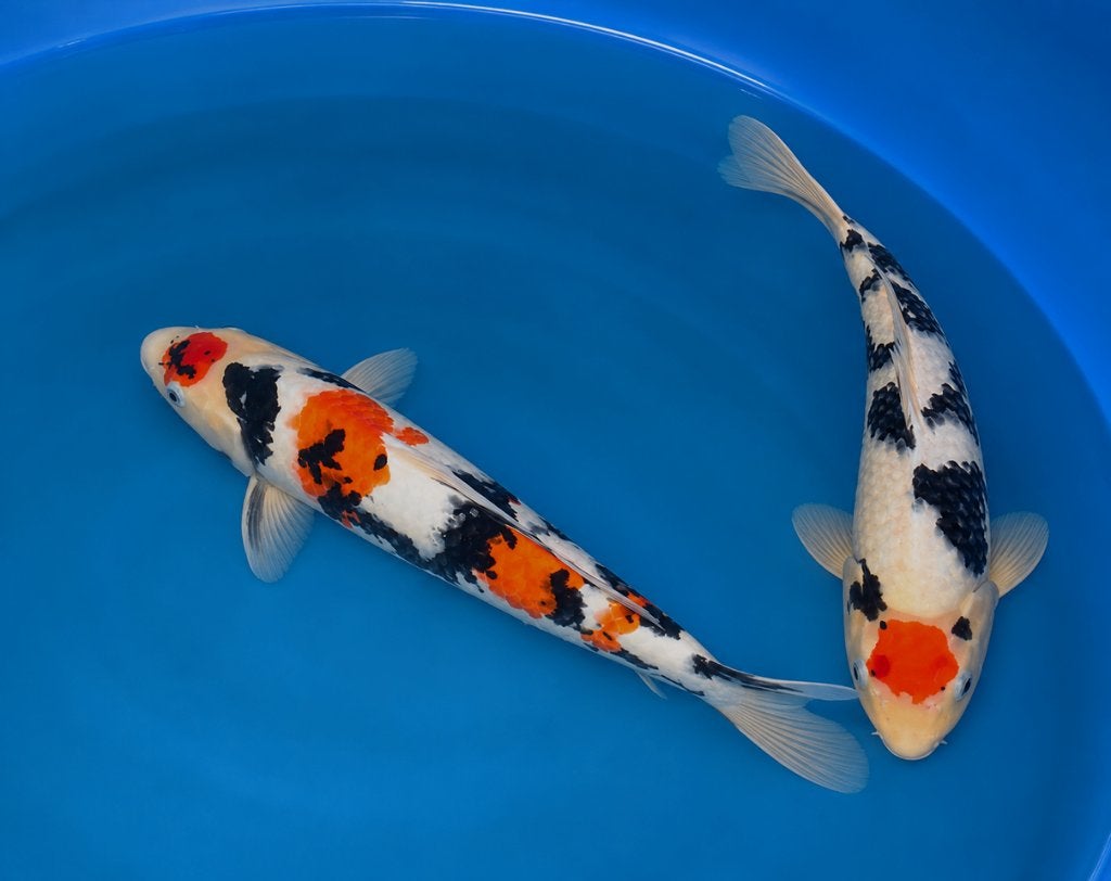 Tancho Sanke Tosai 39-40 cm, Karper of Koi
