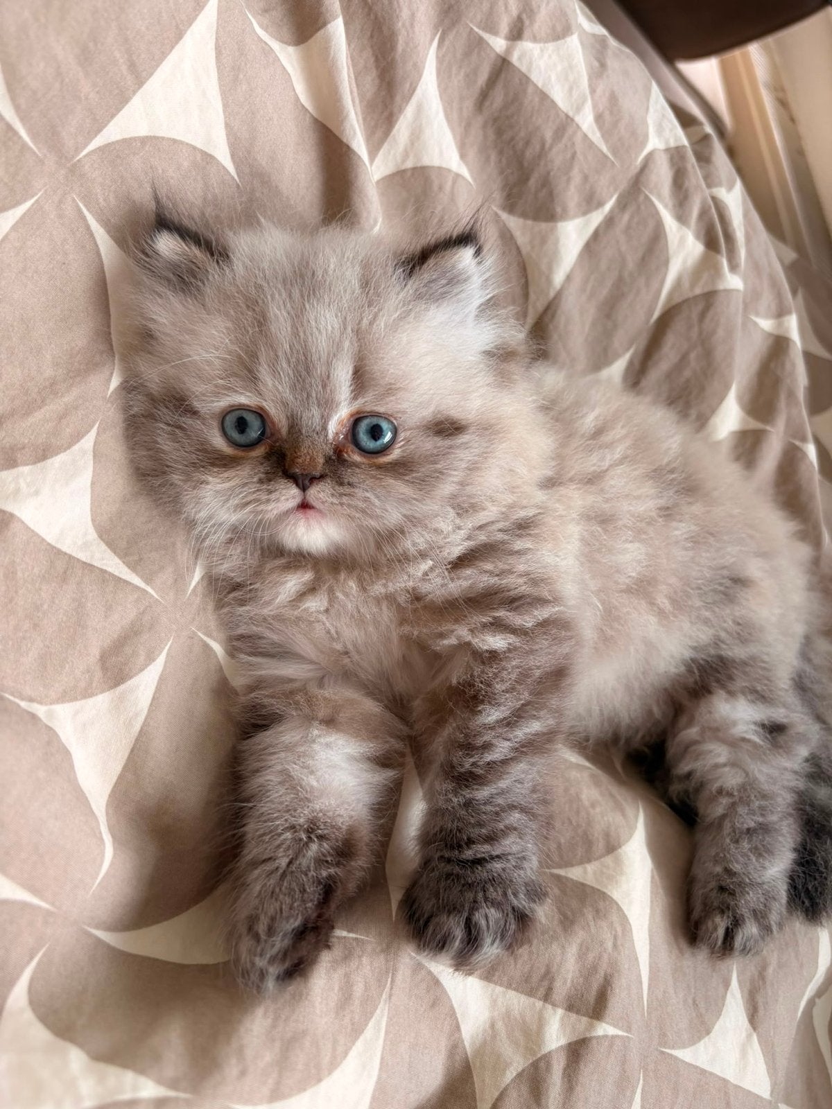 KITTEN - Perzisch langhaar, Dieren en Toebehoren, Katten en Kittens | Raskatten | Langhaar, Geslacht onbekend, 0 tot 2 jaar