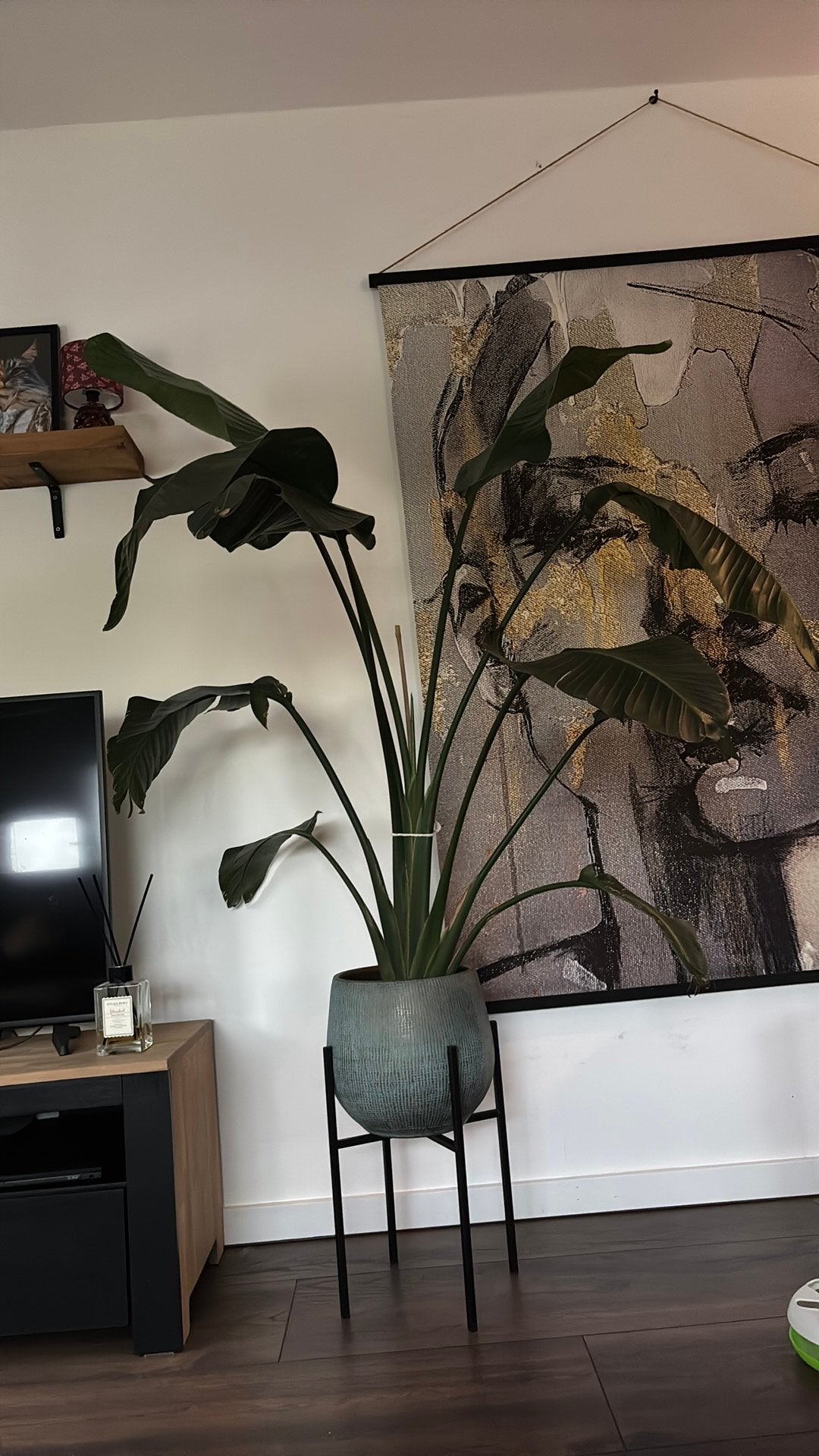 Strelitzia nicolai, Ophalen, Halfschaduw