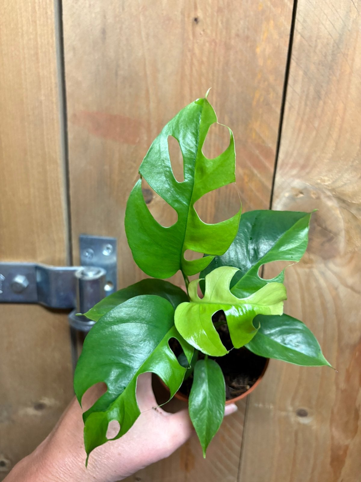 Rhapidophora tetrasperma halfmoon monstera minima geeen gog, Huis en Inrichting, Kamerplanten, Ophalen of Verzenden, Halfschaduw