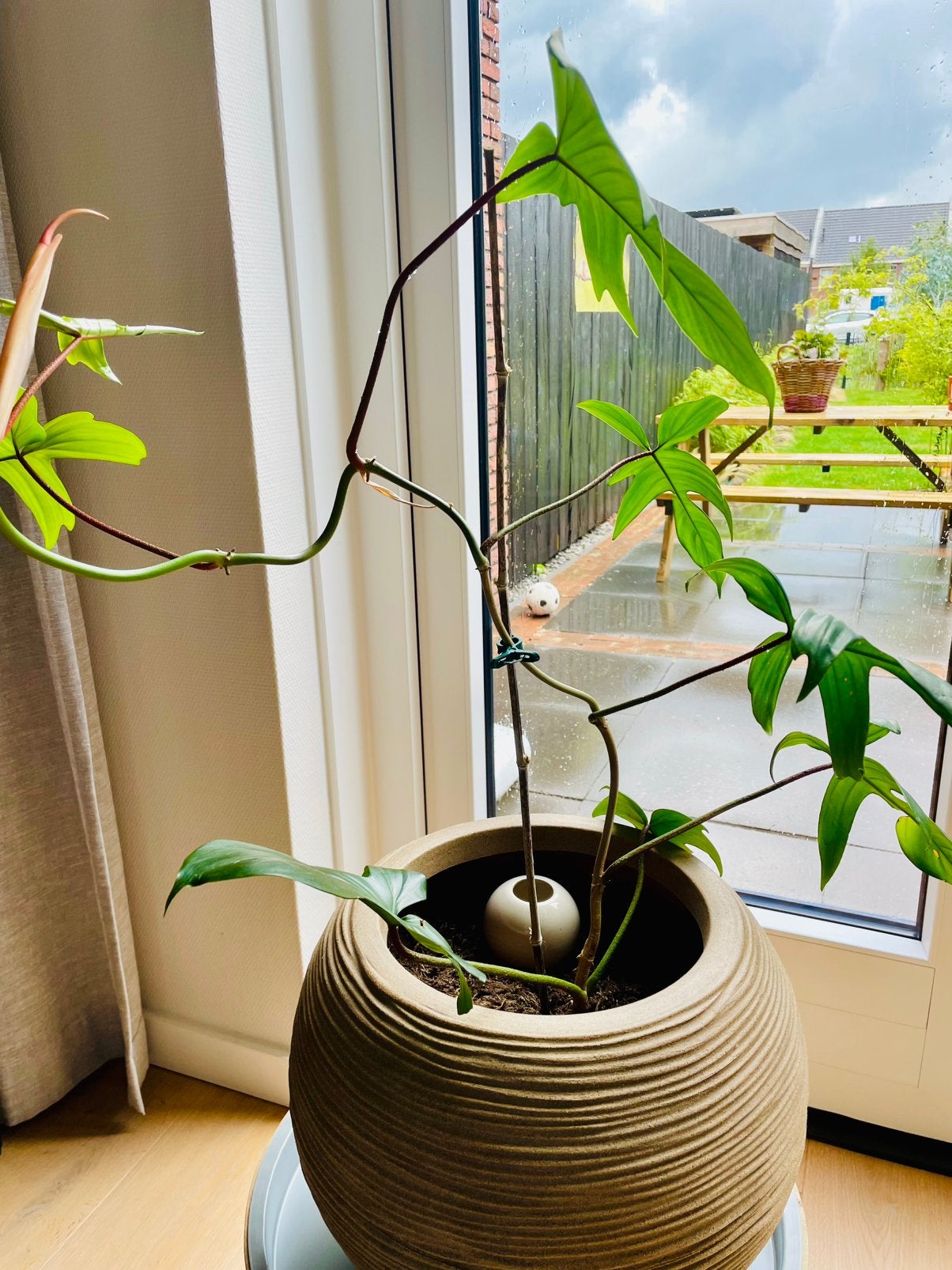 Philodendron squamiferum uniek & zeldzaam, Huis en Inrichting, Kamerplanten, Ophalen, Halfschaduw, Minder dan 100 cm