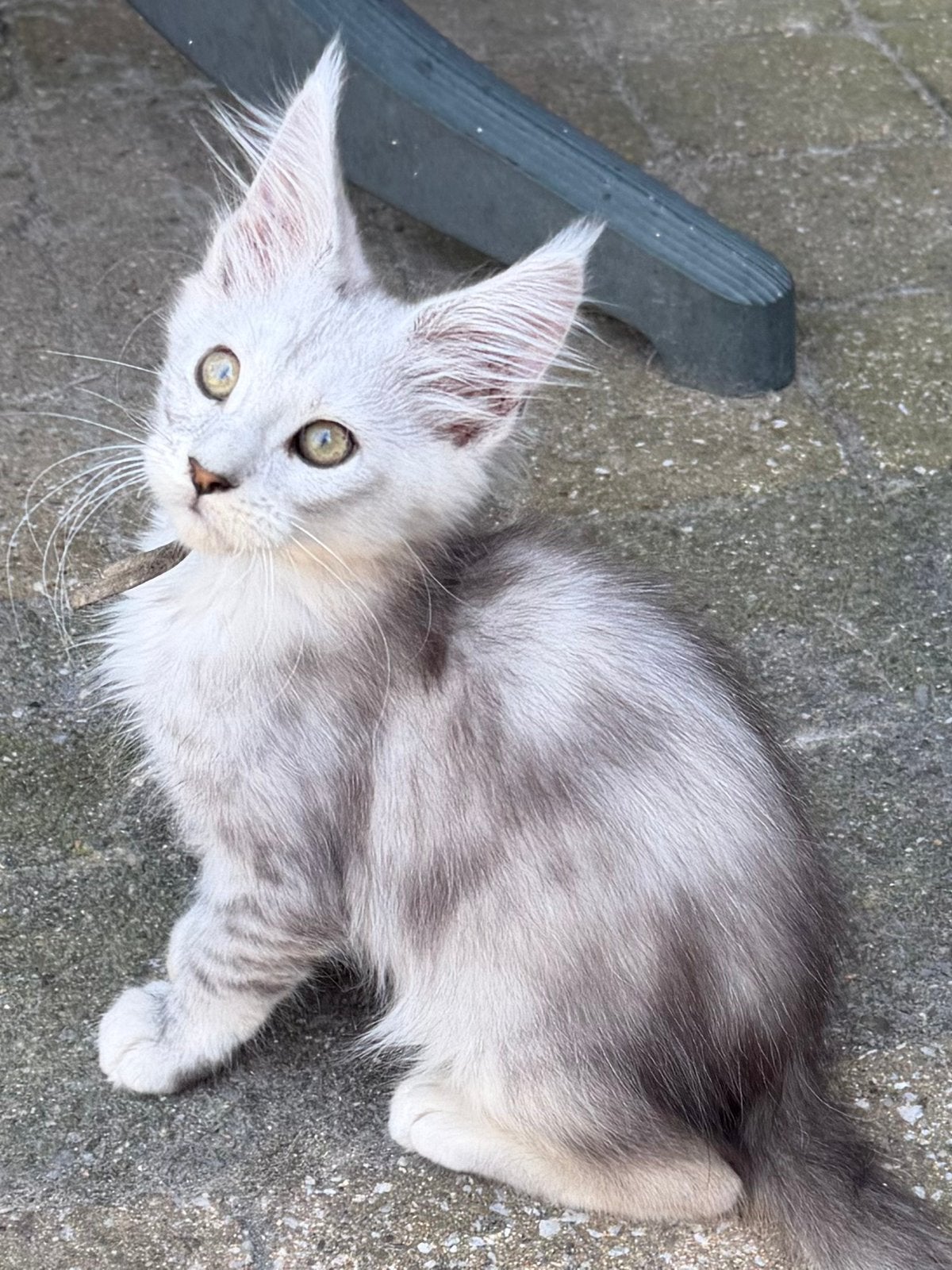 Black silver shaded tabby Maine Coon kittens met stamboom, Meerdere dieren, Ontwormd