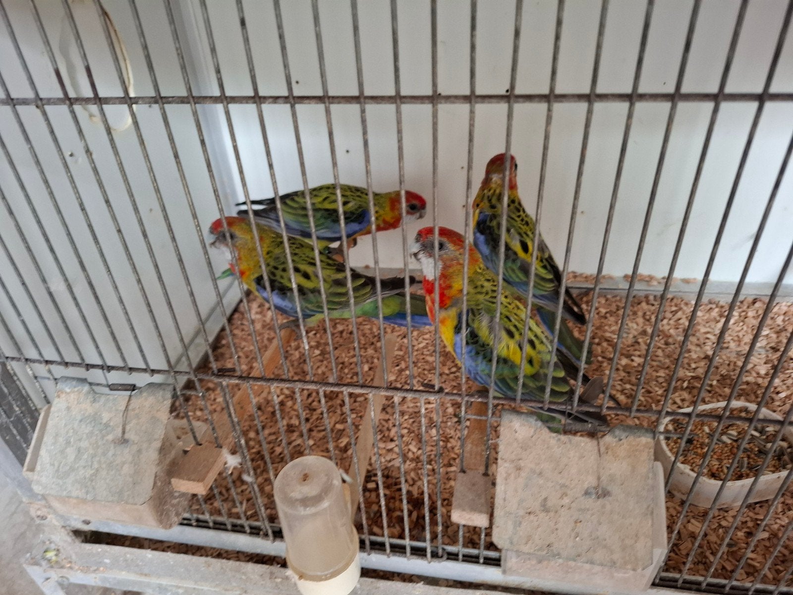 Diverse soorten vogels en meer, Meerdere dieren, Parkiet, Geringd