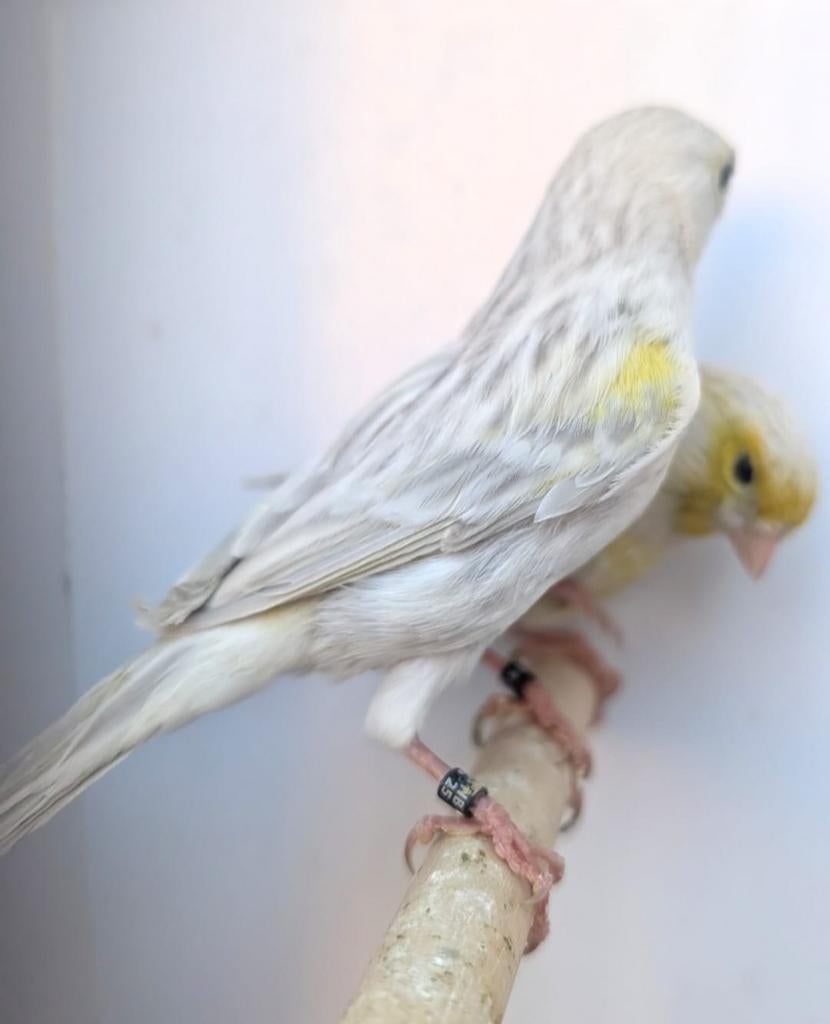 Mooi koppel  Agaat opaal mozaïek, Dieren en Toebehoren, Vogels | Kanaries, Meerdere dieren, Kleurkanarie