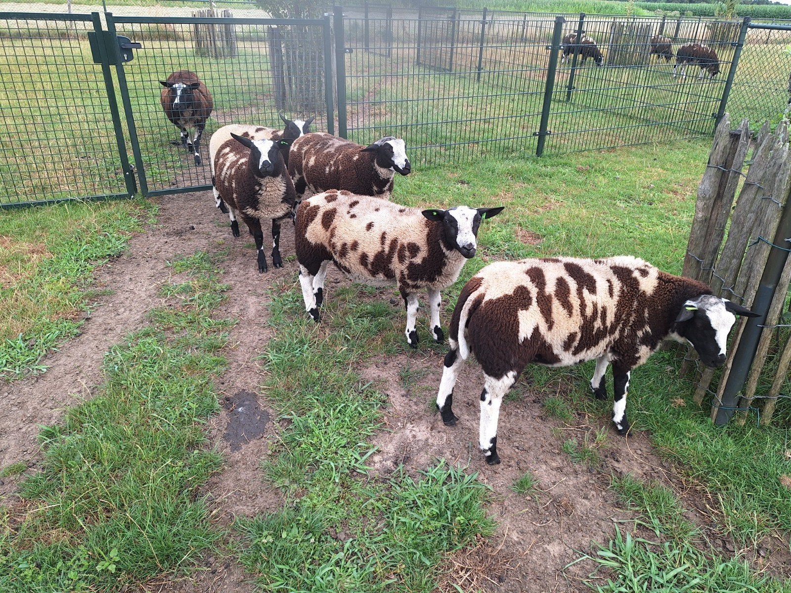 Te koop 5 soortige/ beste dekbokken ,alleen met ubn nummer, Mannelijk, Schaap