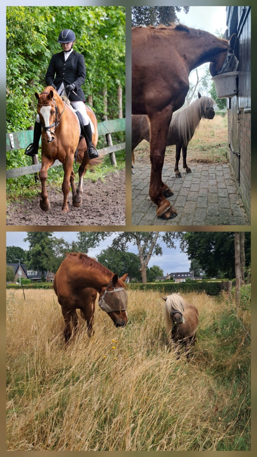 Plekje vrij voor een pony - volledig pension, Dieren en Toebehoren, Stalling en Weidegang