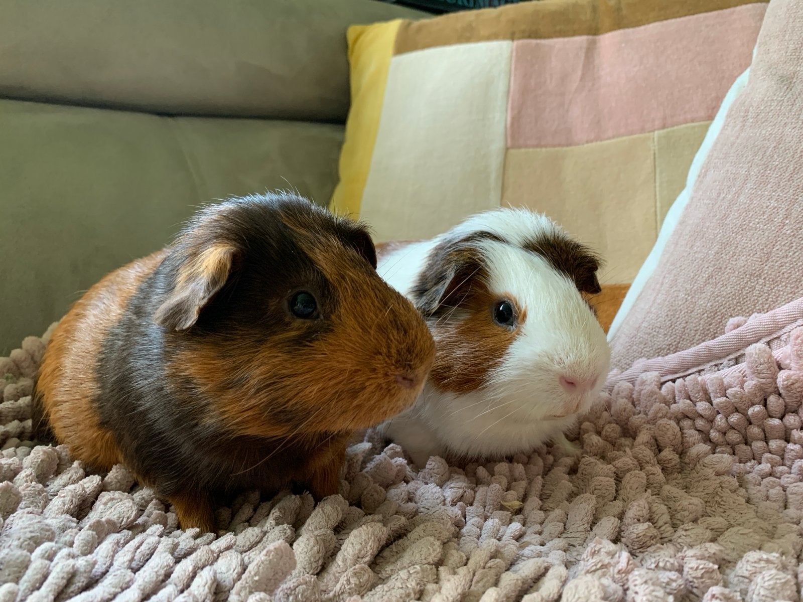 Goed huis gezocht voor 2 vriendelijke cavia’s, Cavia, April, Mannelijk, Tam