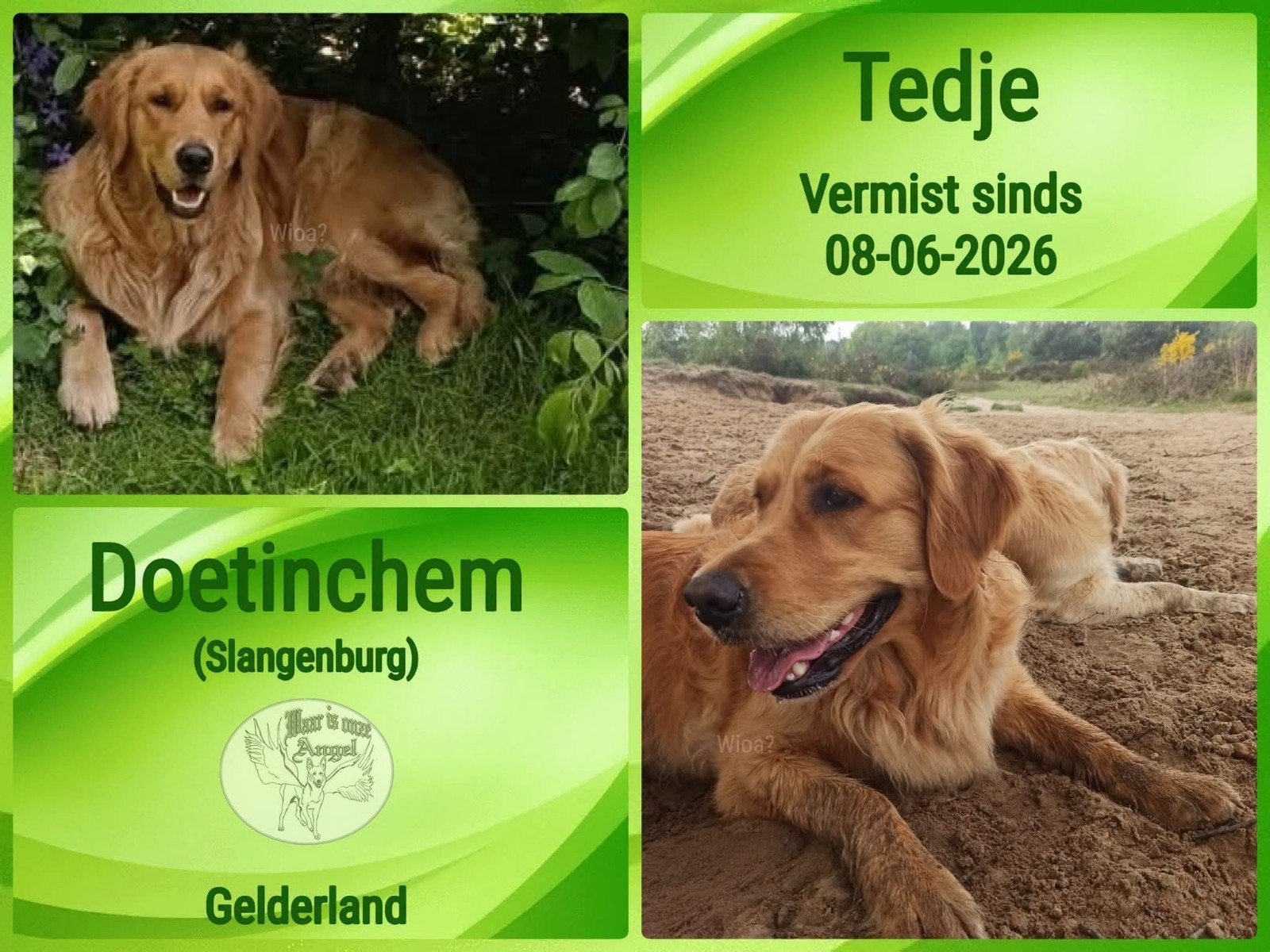 ‼️‼️‼WIE WEET WAAR TEDJE IS??? VERMIST SINDS 08.06.'26‼️‼️, Dieren en Toebehoren