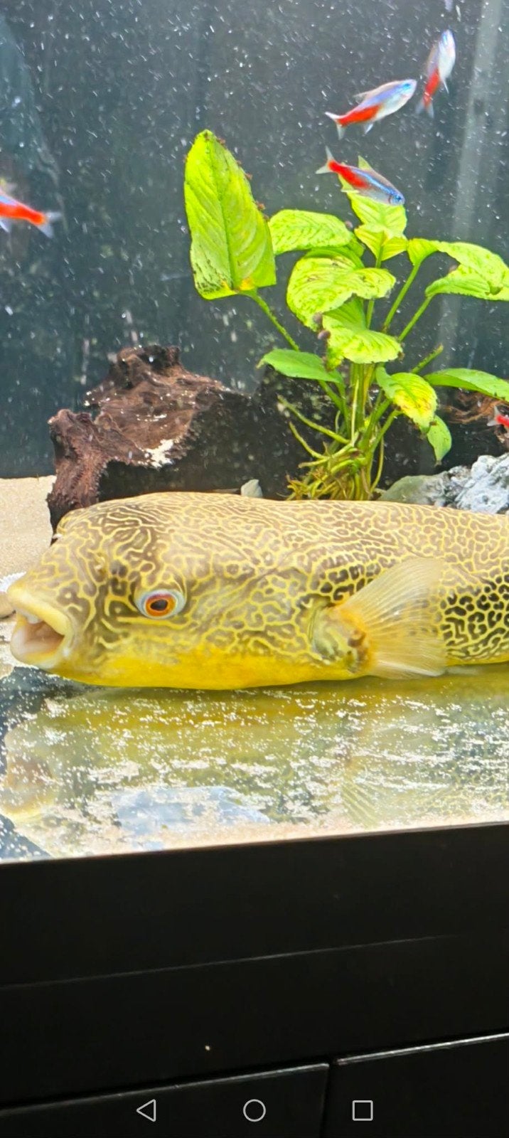 Pufferfish, Vis