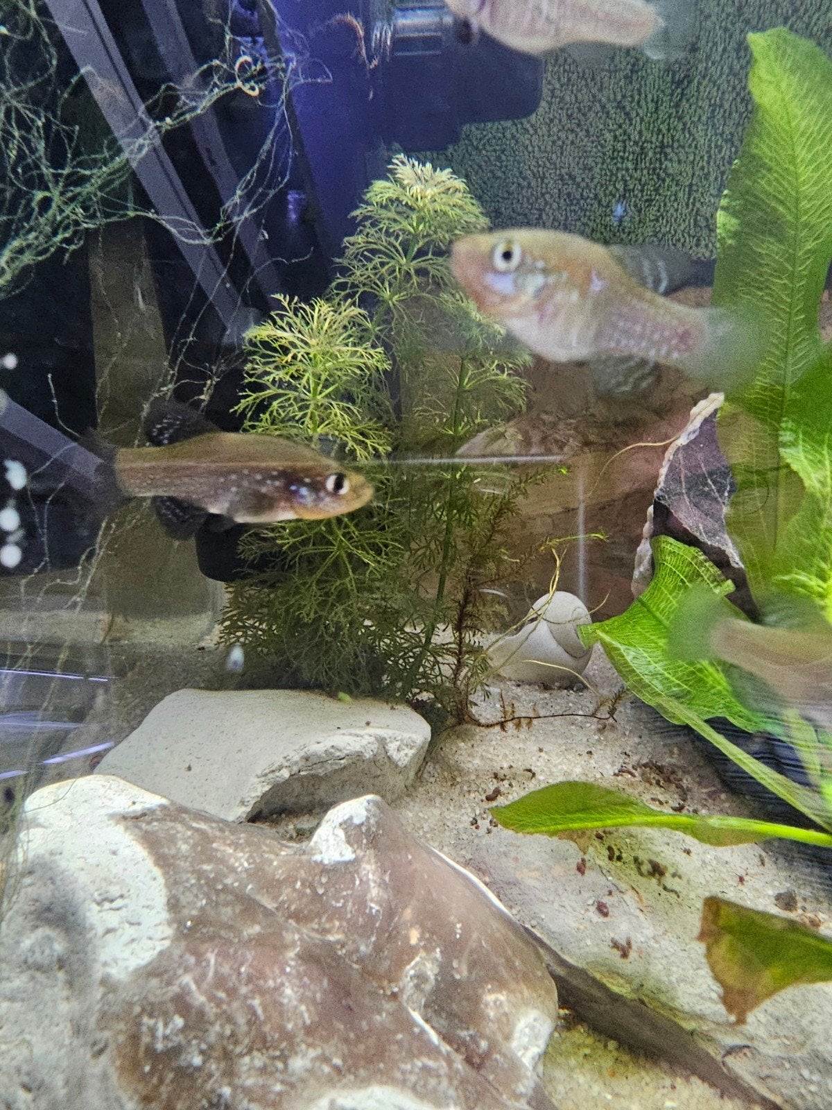 Aphanius Mento koppels, Vis