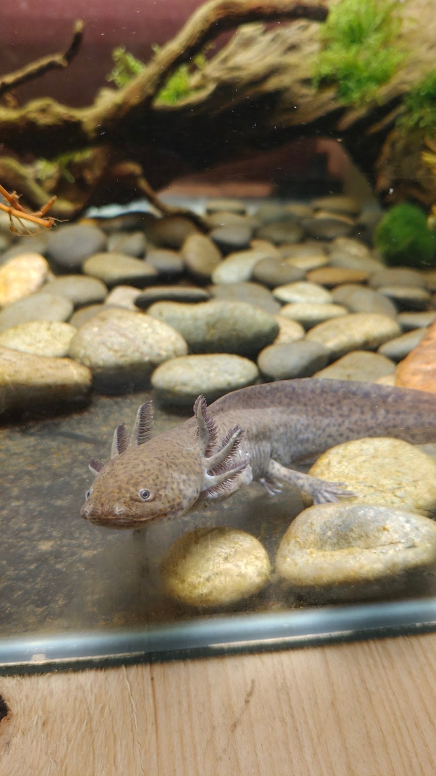 jonge axolotl, Overige typen, Zoetwatervis