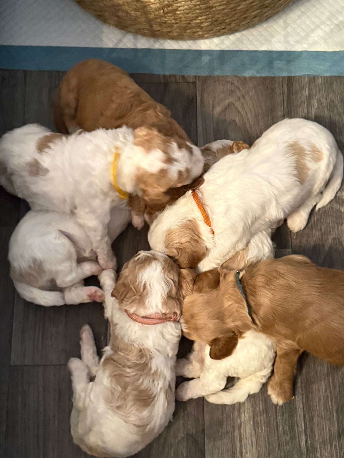 Prachtige mini Labradoodle pups beschikbaar, Dieren en Toebehoren, Honden | Niet-rashonden, 8 tot 15 weken, Meerdere, Meerdere dieren