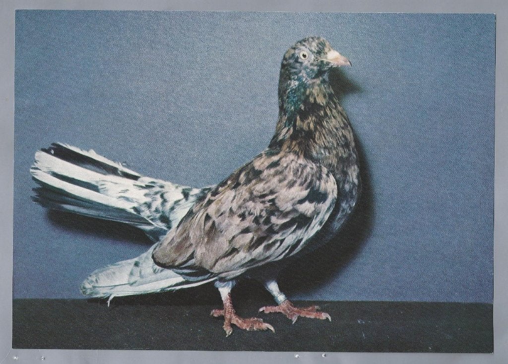 Vintage foto van postduif. Orientalischer Roller vielfarbig, Gebruikt, Foto, Ophalen of Verzenden, Voor 1940