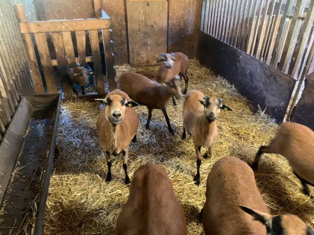 Kameroen schapen