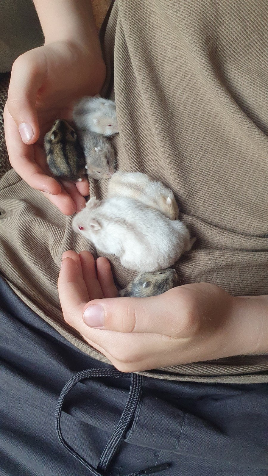 DWERGHAMSTERS SUPER LIEF HANDTAM, Hamster, April, Meerdere dieren, Tam