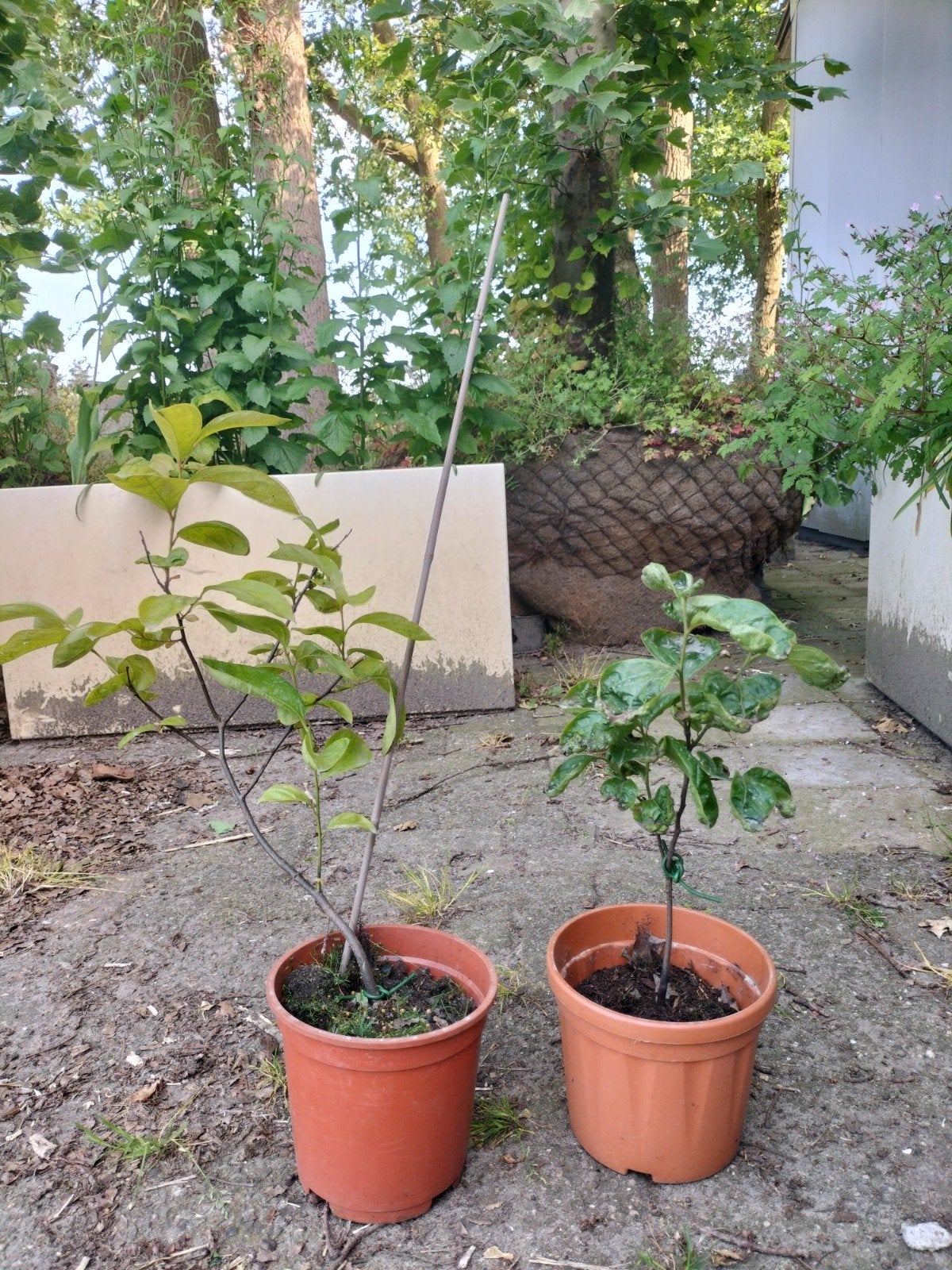 Kaki bomen, Tuin en Terras, Ophalen, Volle zon, Overige soorten
