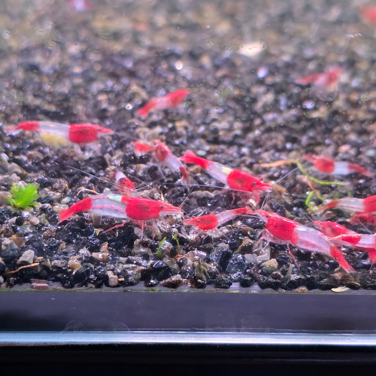 Red Rili garnalen | Neocaridina garnalen | Shrimporium, Dieren en Toebehoren, Kreeft, Krab of Garnaal