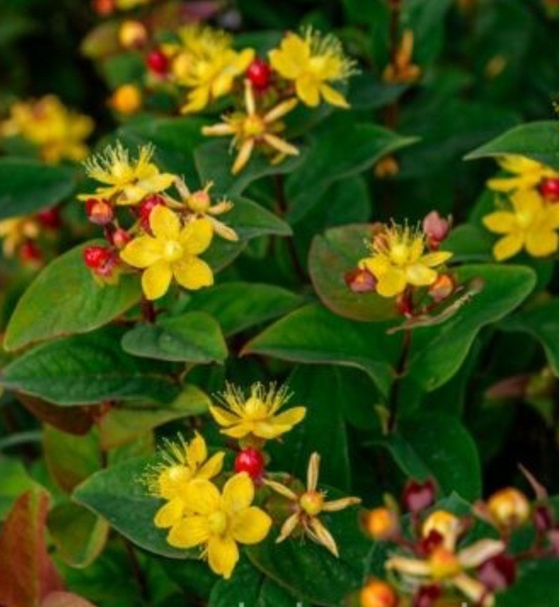 Hypericum Hidcote (HERTSHOOI), Ophalen of Verzenden, Eenjarig, Overige soorten, Volle zon