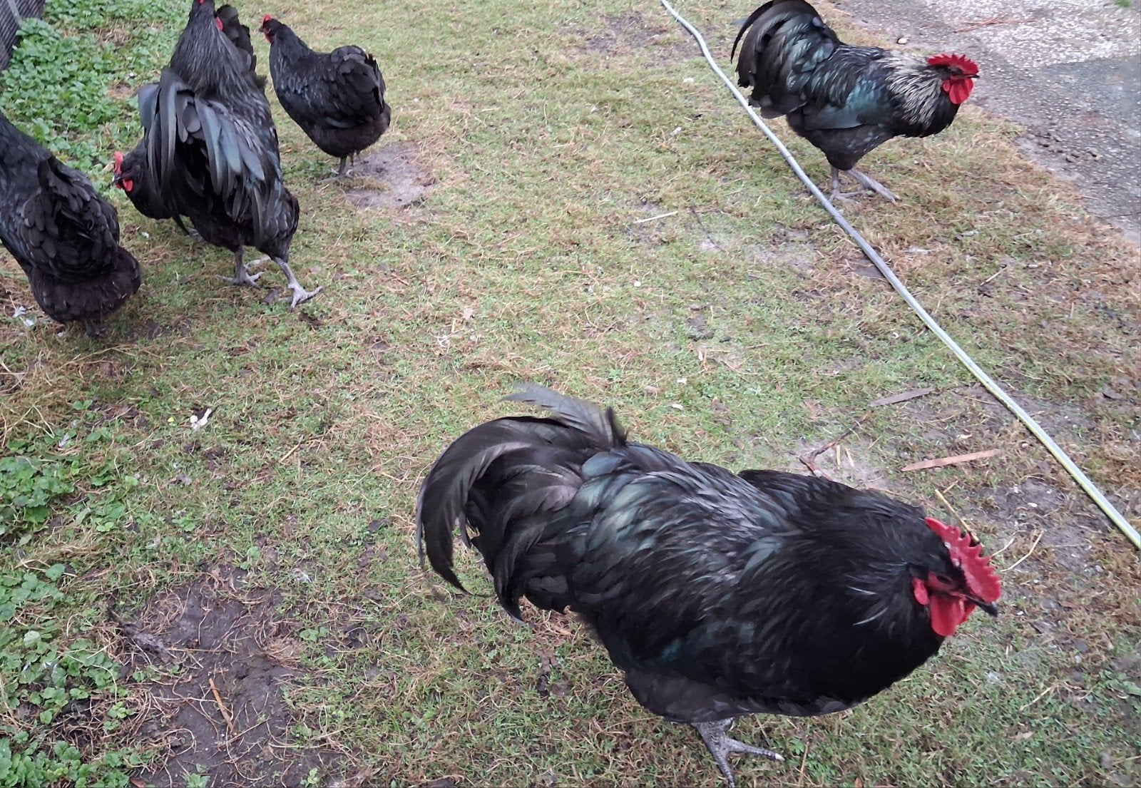 6 Australorp hennen en hanen, Dieren en Toebehoren, Pluimvee, Meerdere dieren, Kip