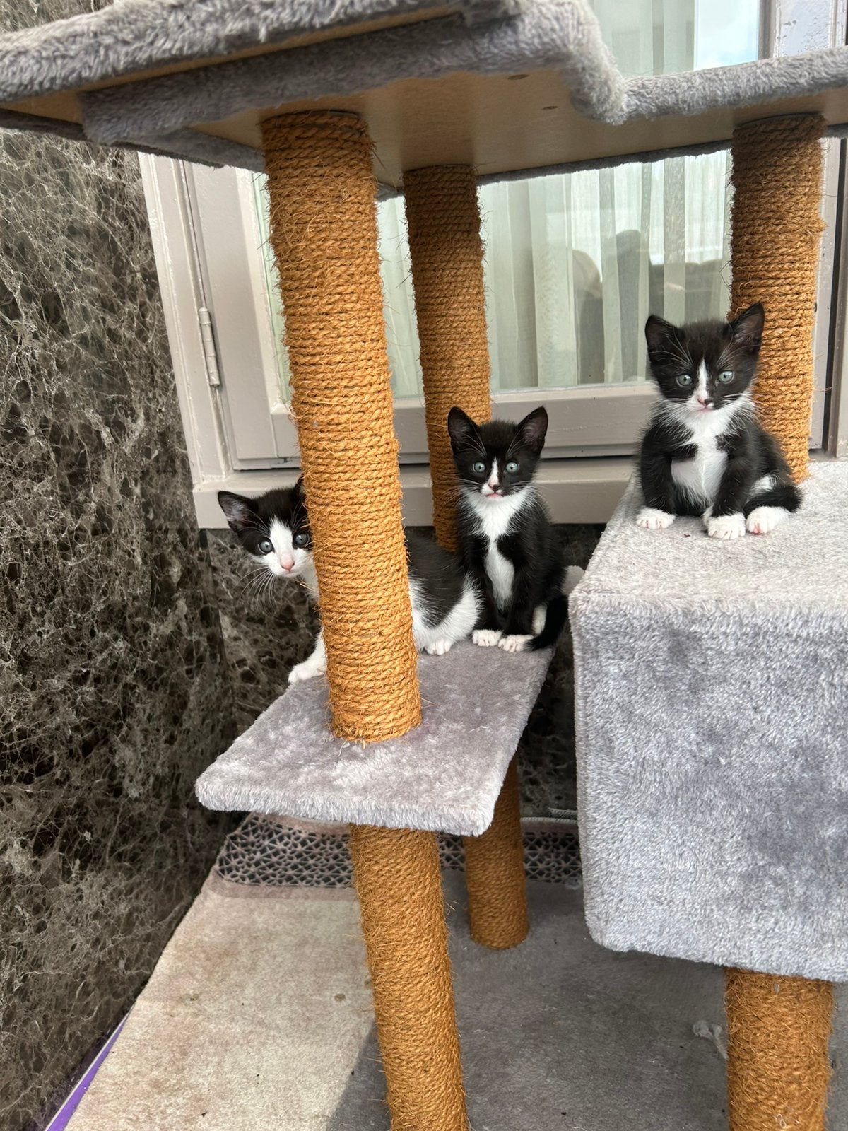 Kittens, Meerdere dieren, Ontwormd, 0 tot 2 jaar