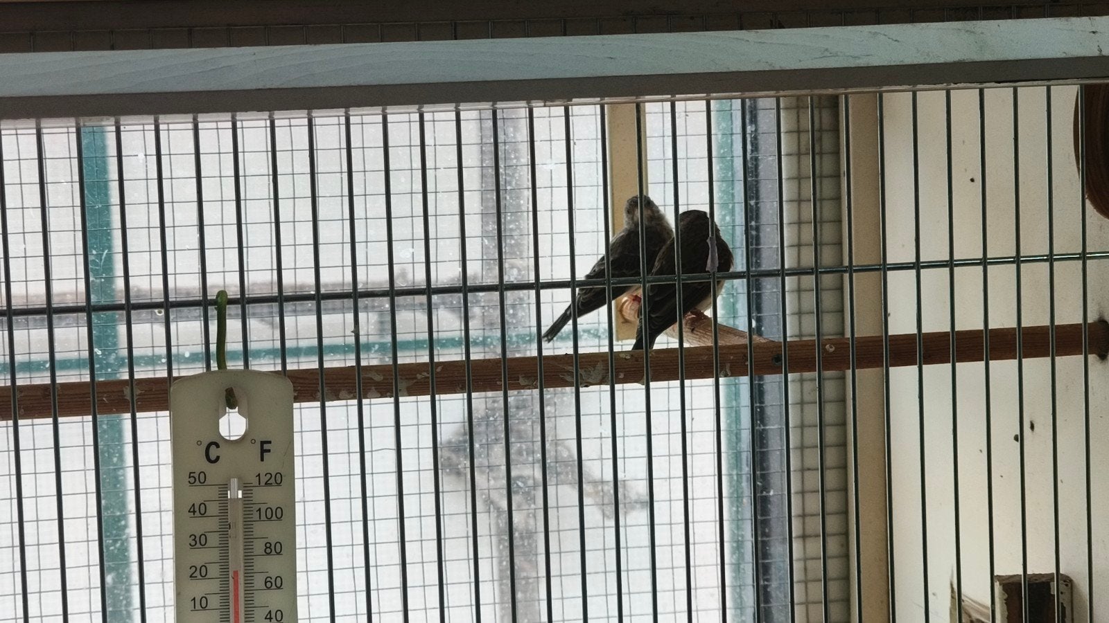 Koppel 2024 edelzangers, Dieren en Toebehoren, Vogels | Overige Vogels