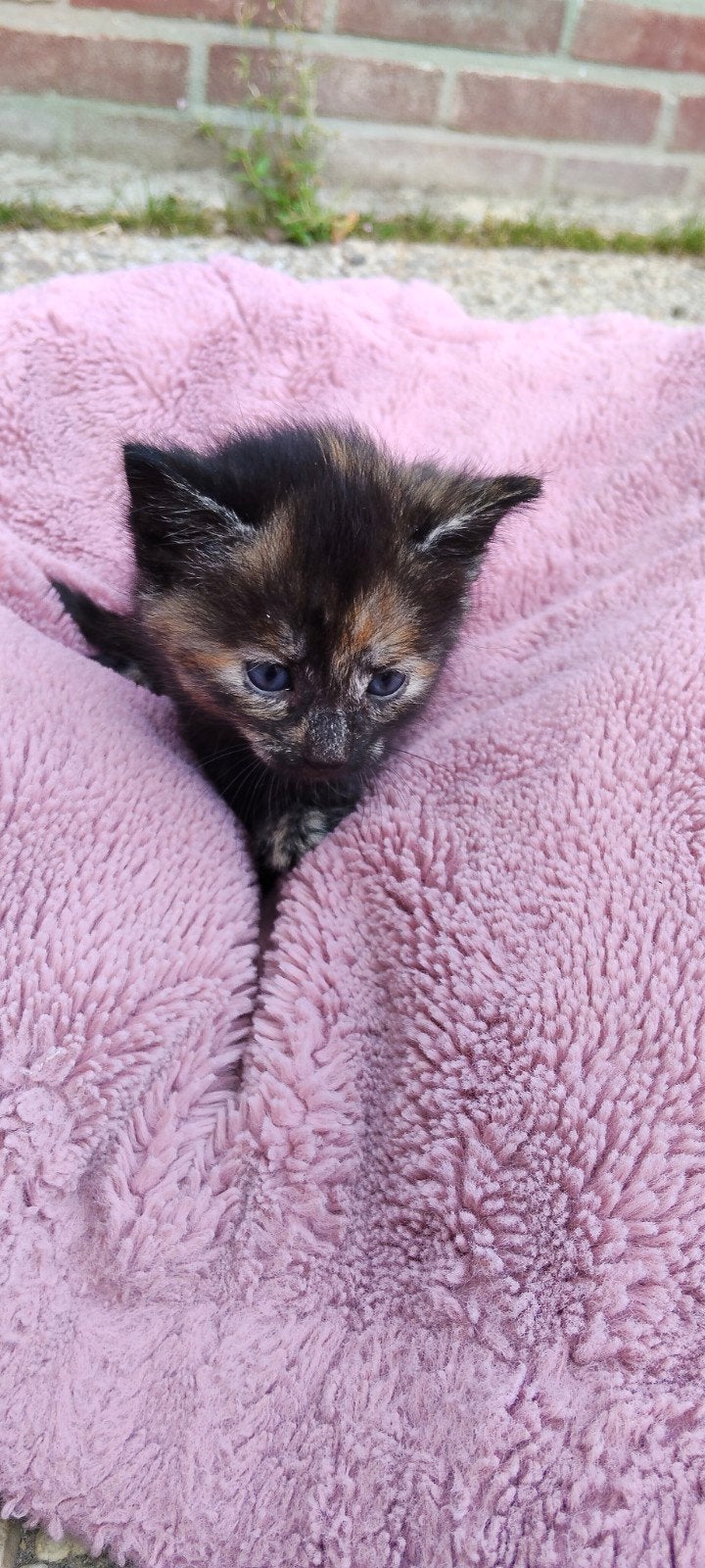 Kittens, Dieren en Toebehoren